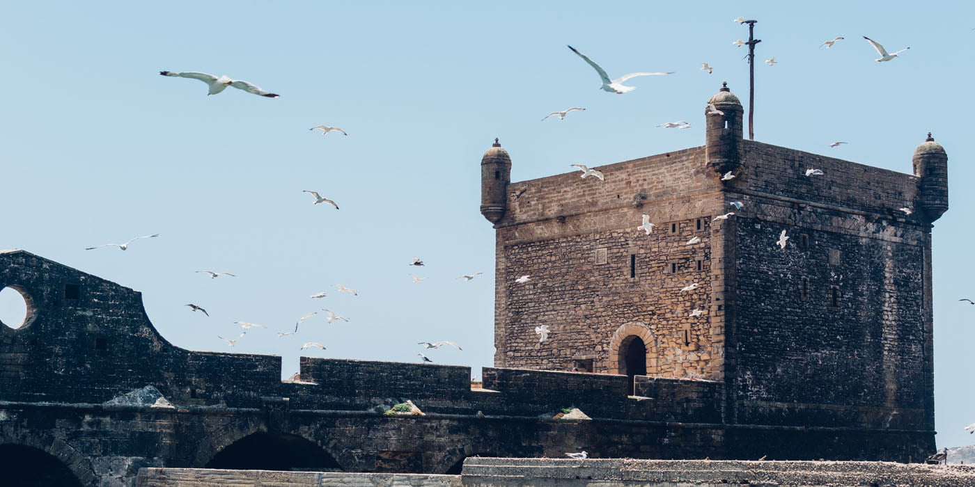 Essaouira-port-birds